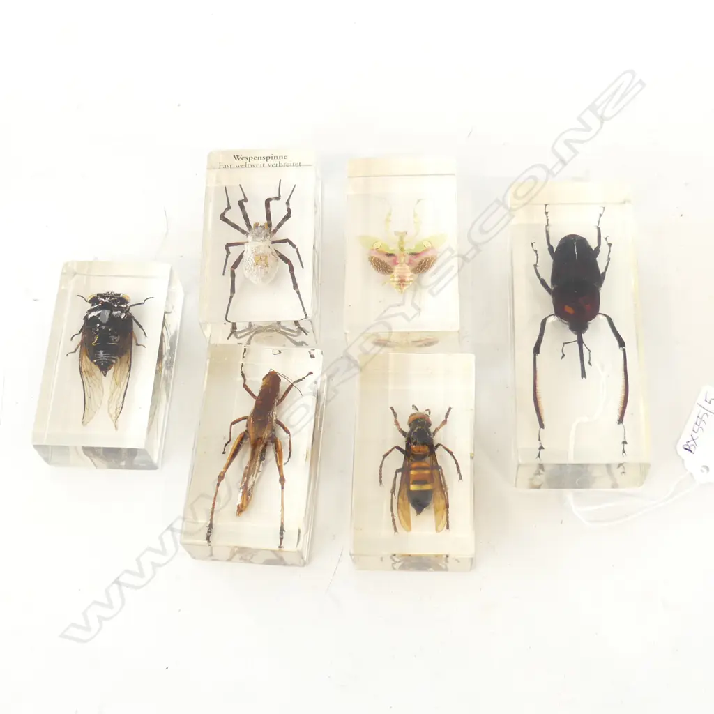 6 INSECT SPECIMENS IN CLEAR ACRYLIC LARGEST L.110mm Image 1++