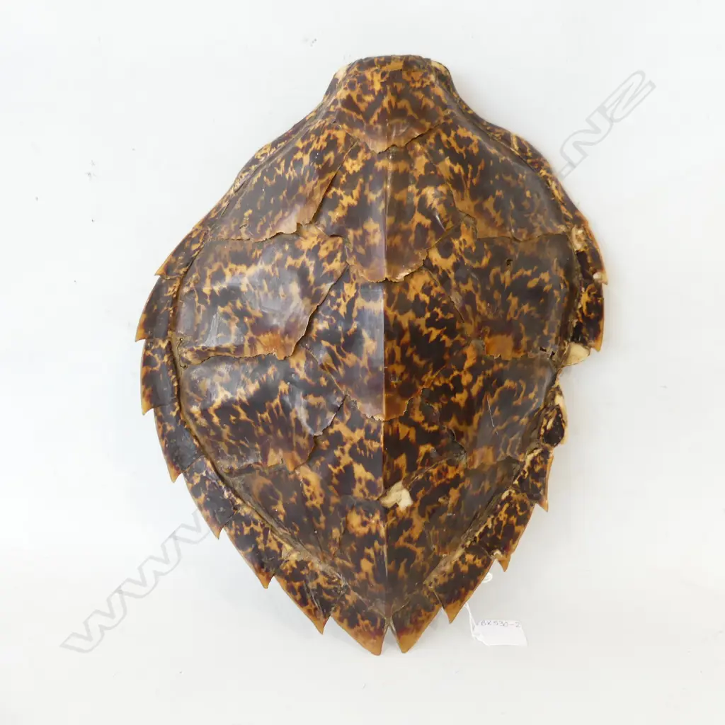 VINTAGE FIJIAN TURTLE SHELL L. 400mm faulted to side Image 1++