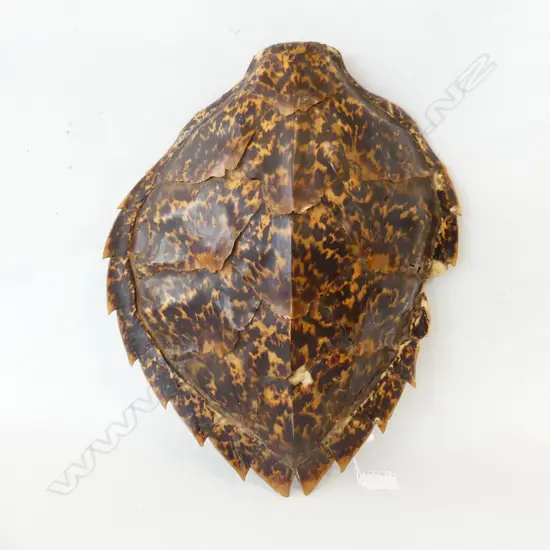 VINTAGE FIJIAN TURTLE SHELL L. 400mm faulted to side