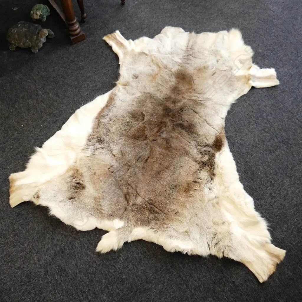 WHITE TAIL DEER SKIN. 1400mm X 1000mm Image 1++