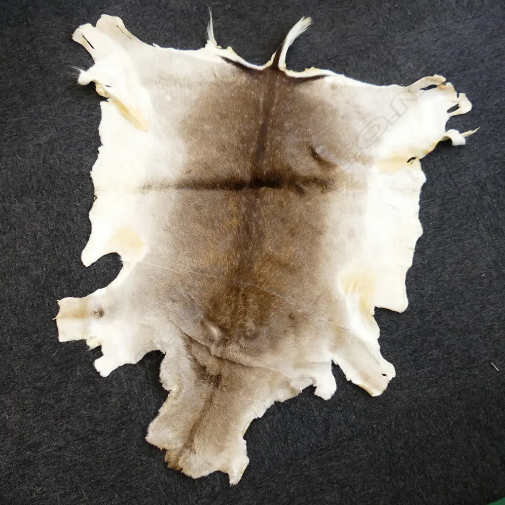 WHITE TAIL DEER SKIN 1300x1000mm Image 1++