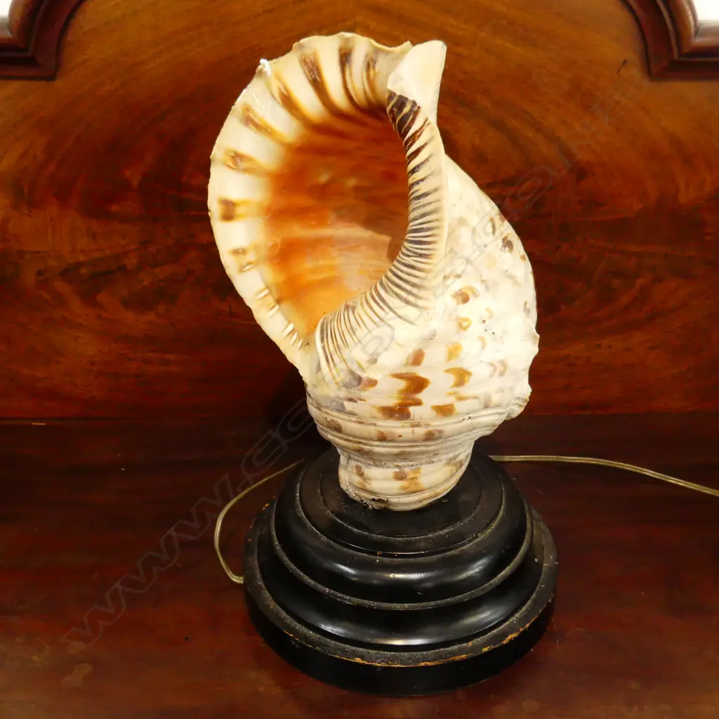 CONCH SEA SHELL LAMP H.420mm Image 1++