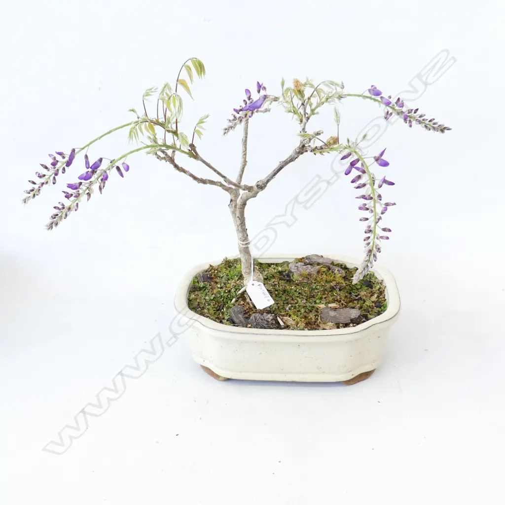 WISTERIA BONSAI H.380mm Image 1++