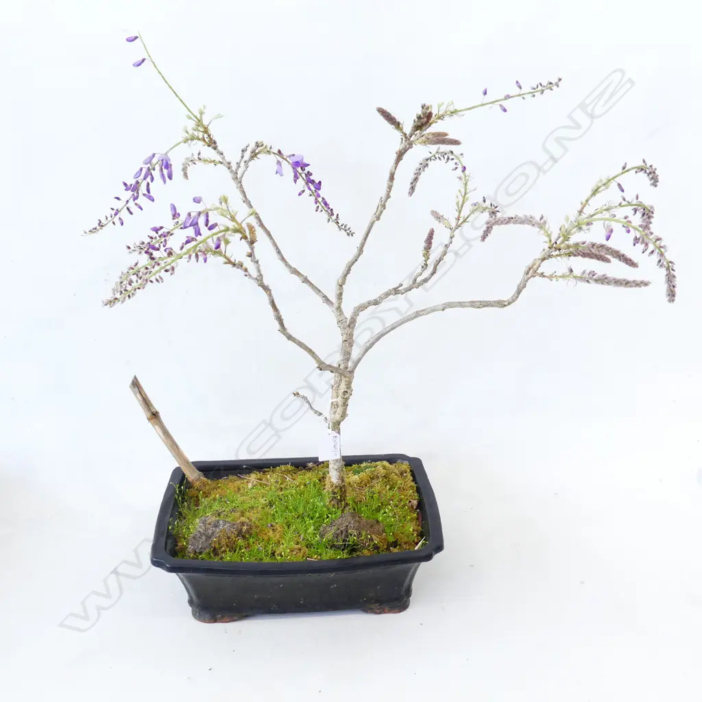 WISTERIA BONSAI H.600mm Image 1++