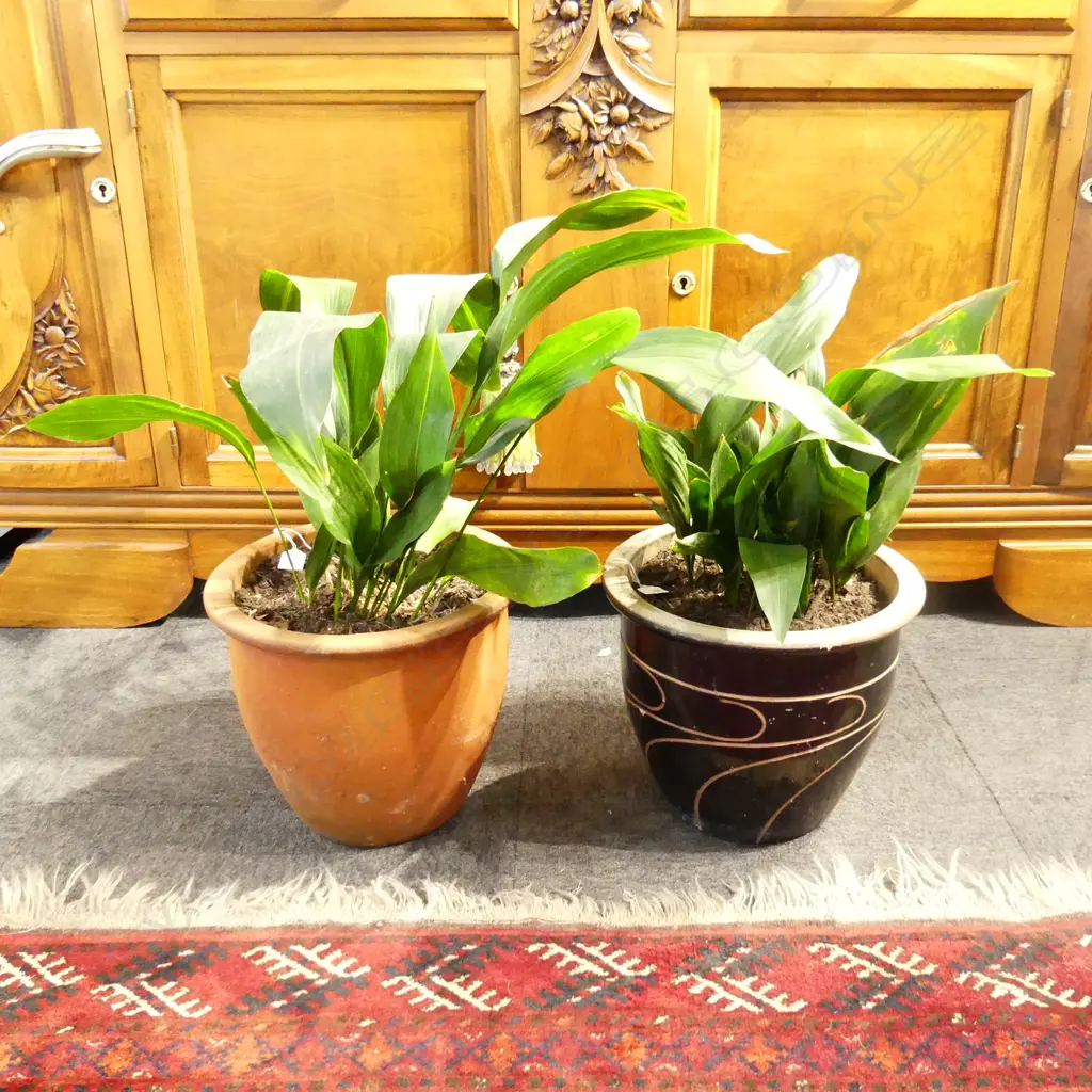 2 POTTED ASPIDISTRA H.600mm Image 1++