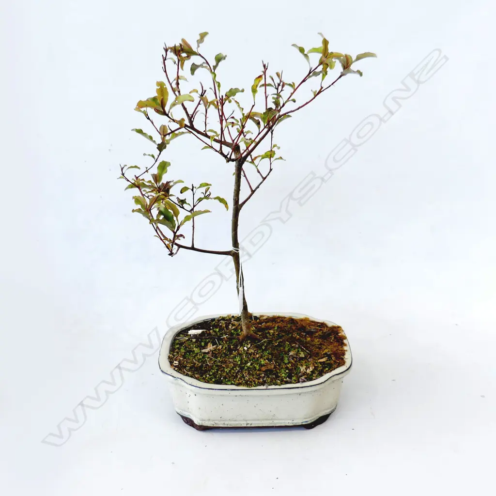 BONSAI H.500mm Image 1++