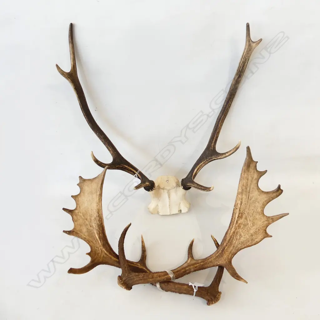 DEER STAG HEADS POINTS. ONE EIGHT POINTER L.630mm & ANOTHER PAIR L.460mm Image 1++