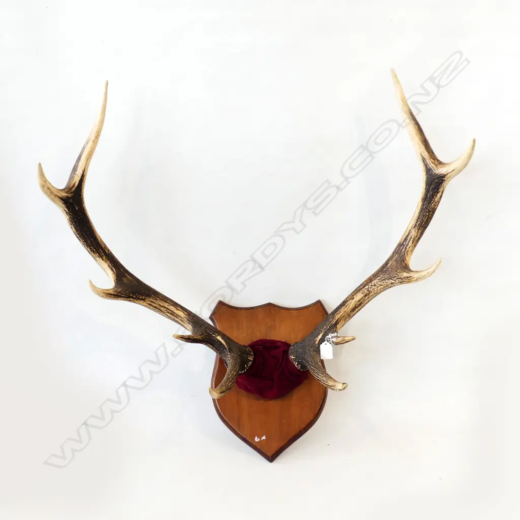 MOUNTED DEER ANTLERS 10 POINTER ON WOODEN SHIELD. H. 800mm Image 1++