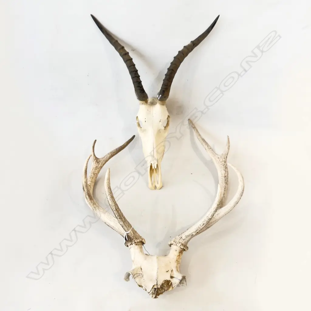 AFRICAN KUDU  SKULL WITH HORNS L.600mm (TOTAL ) & EIGHT POINTER DEER SKULL L. 630mm ( TOTAL ) Image 1++