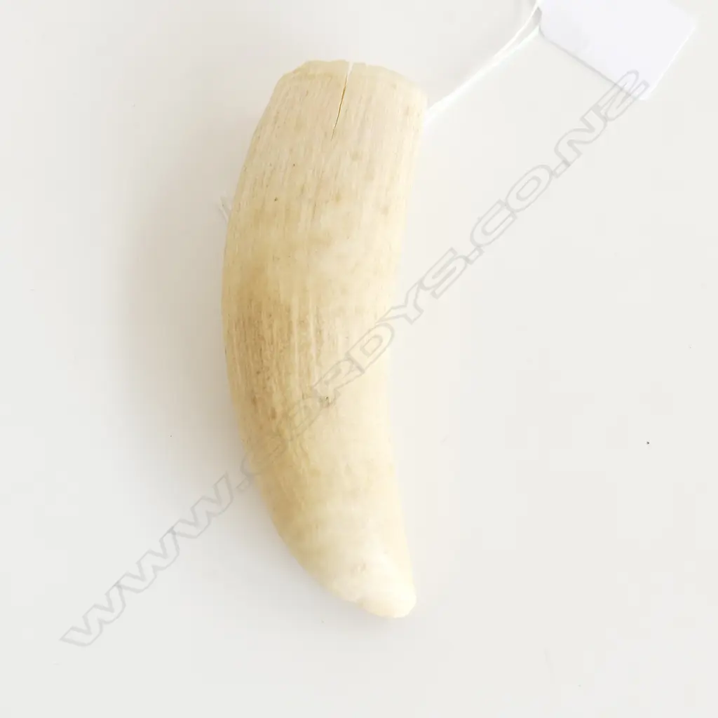 SPERM WHALES TOOTH L110MM  Image 1++