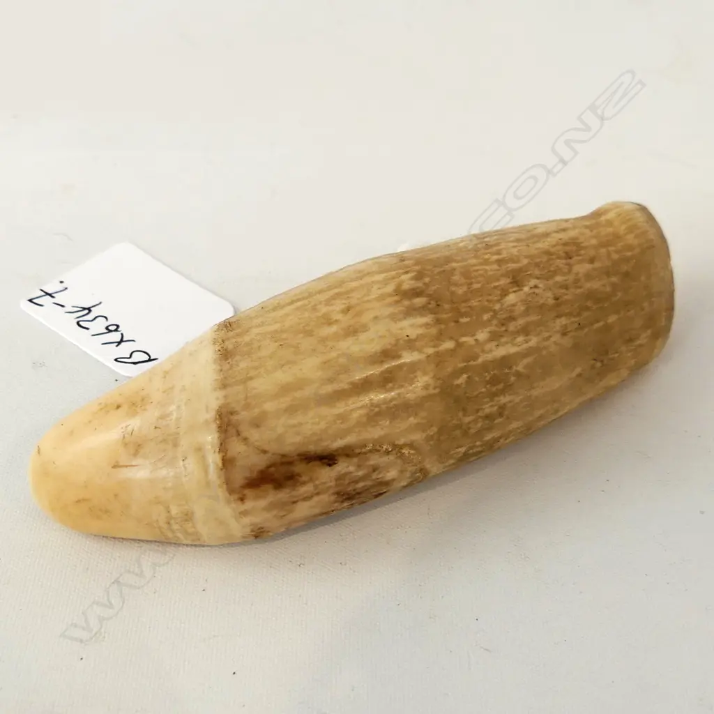 SPERM WHALES TOOTH L106MM Image 1++
