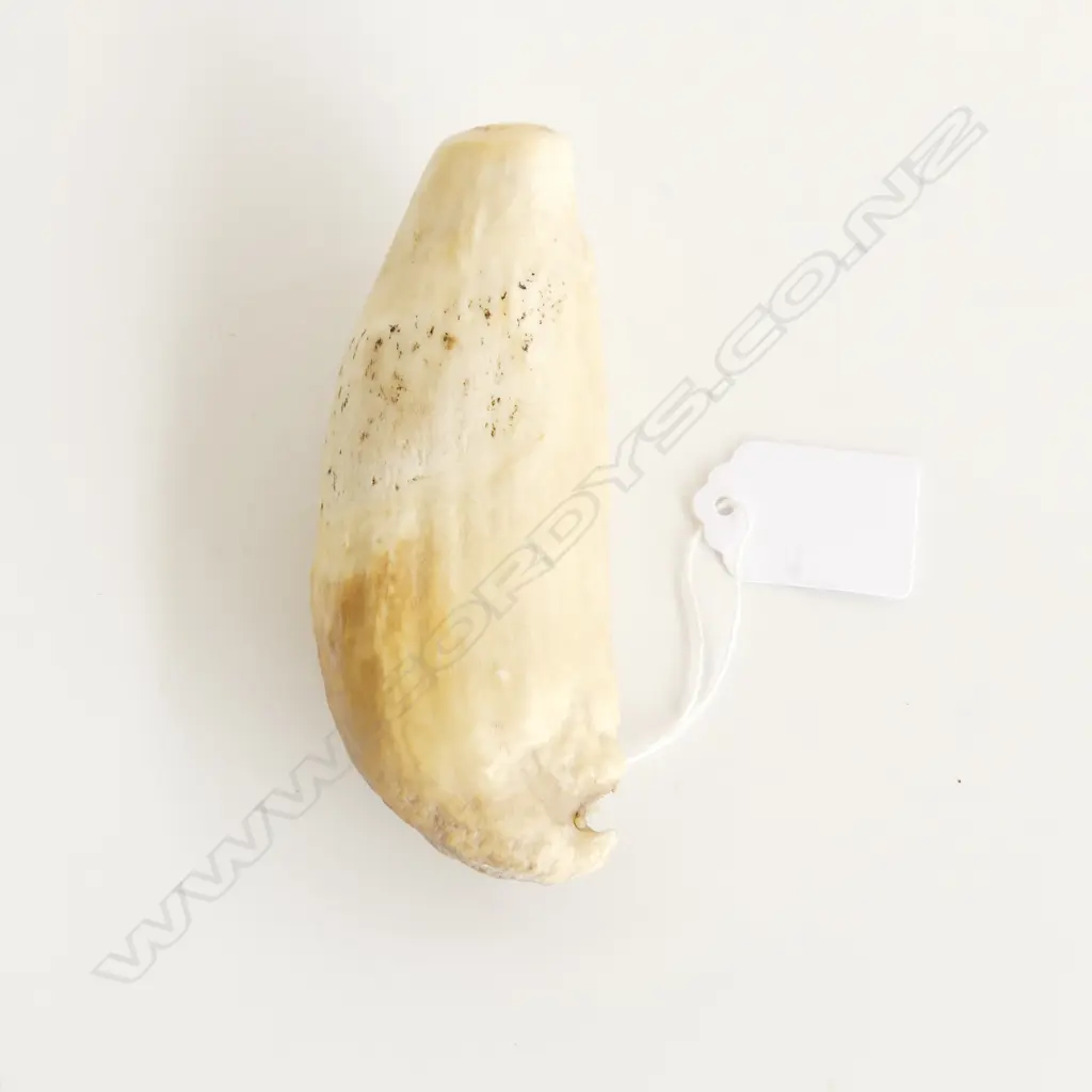 SPERM WHALES TOOTH L120MM Image 1++