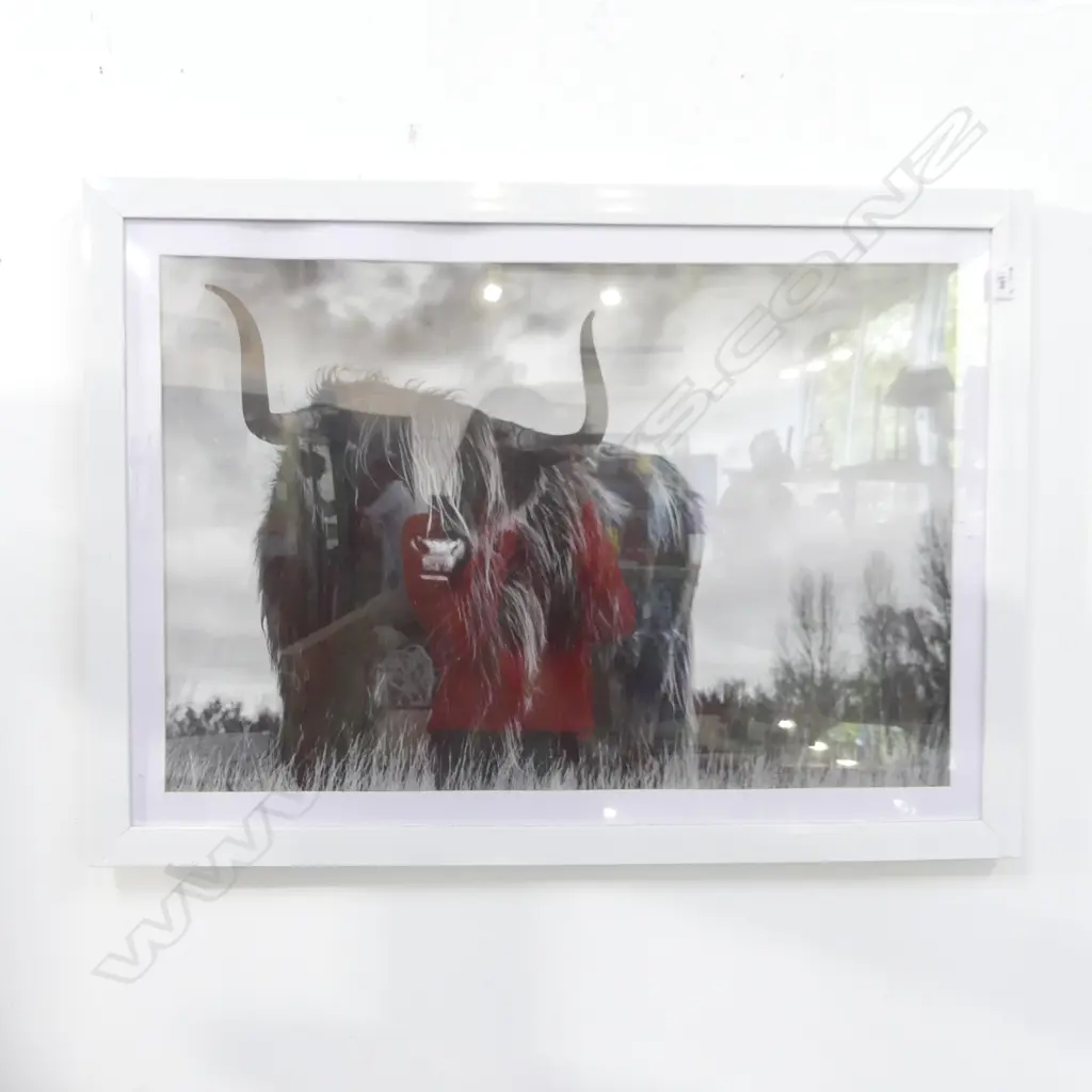 PHOTOGRAPH CATTLE BEAST H610 X 800 Image 1++