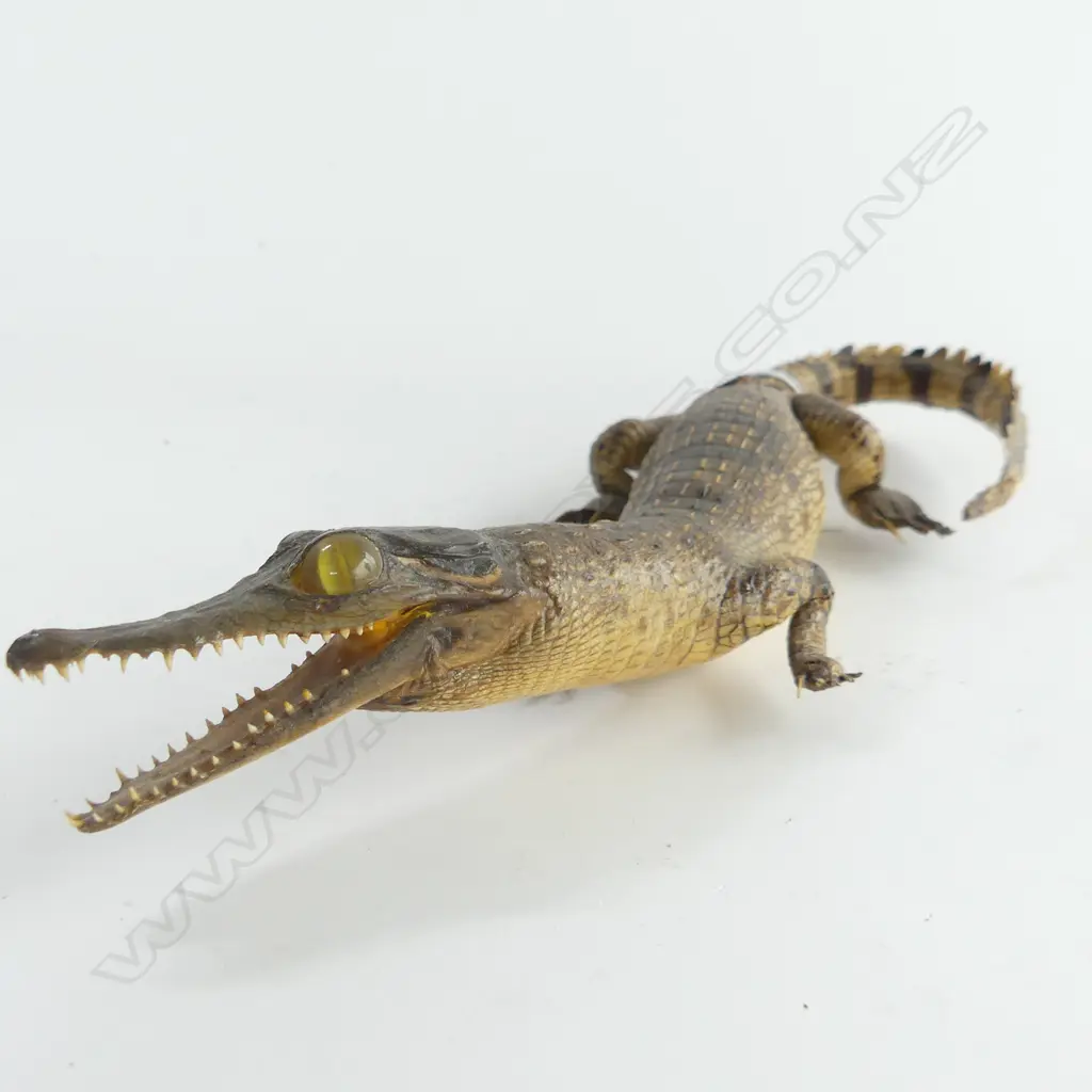 SMALL TAXIDERMED CROCODILE LENGHT 260MM Image 1++
