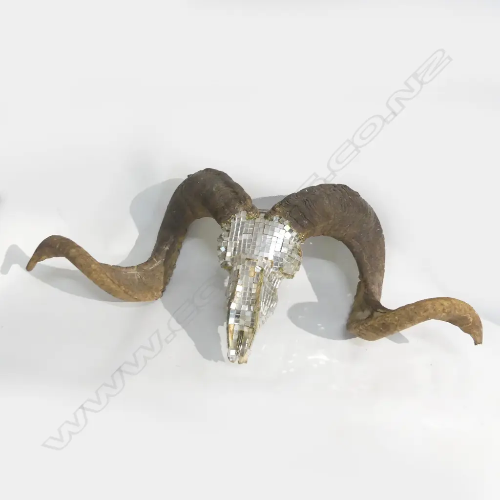 HORNED SHEEP SKULL w. MIRRORED PIECES W.670mm Image 1++