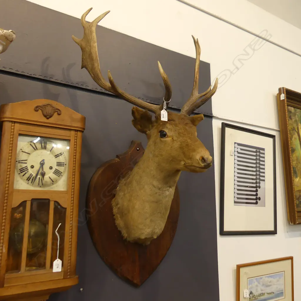10 POINTER STAG HEAD H.1100mm Image 1++