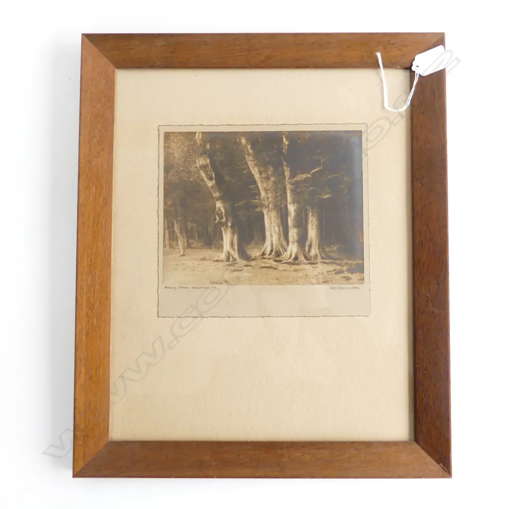 GEORGE CHANCE PHOTO 'BEECH TREES, WAKATIPU NZ' 160x210mm Image 1++