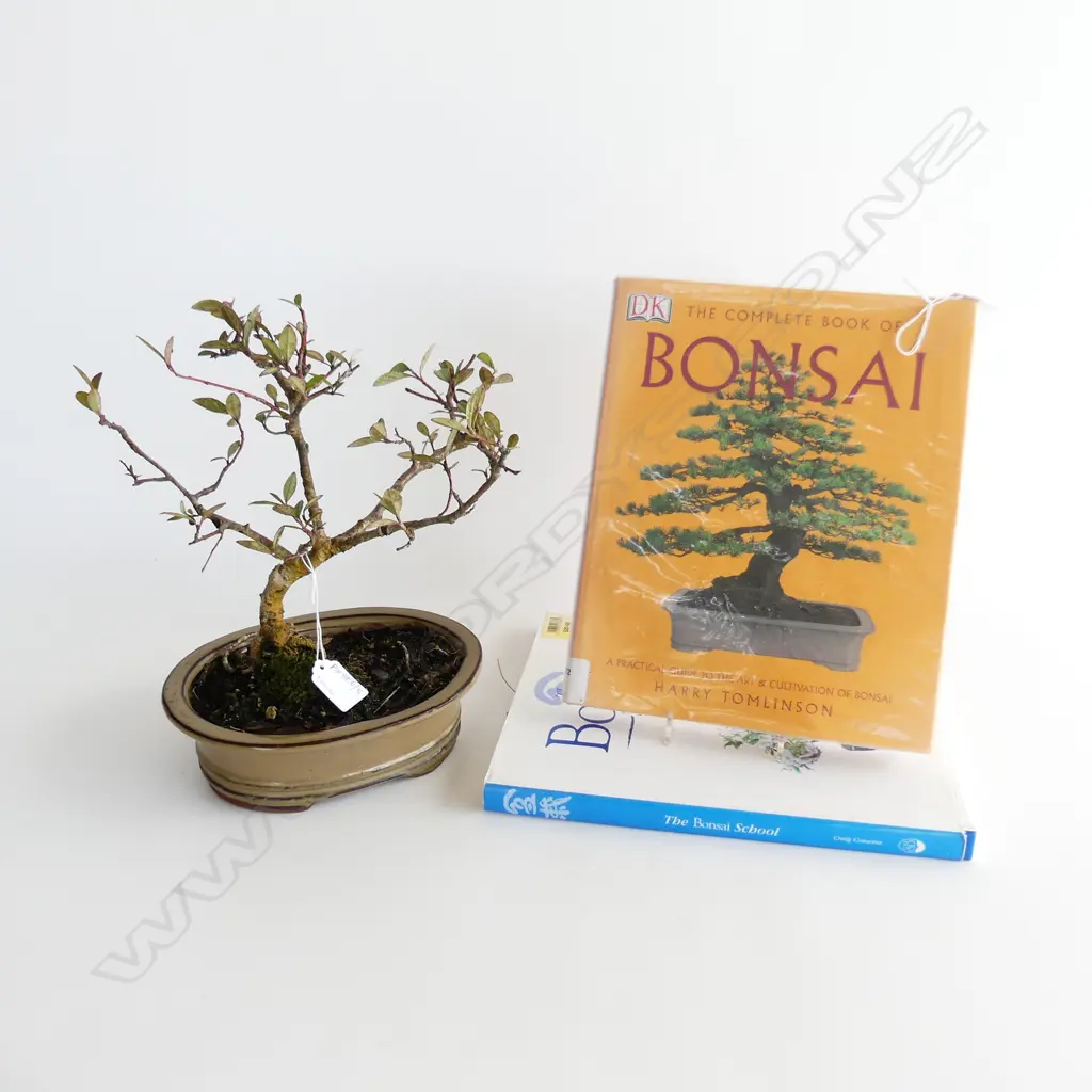 BONSAI H.300mm + 2 BOOKS Image 1++