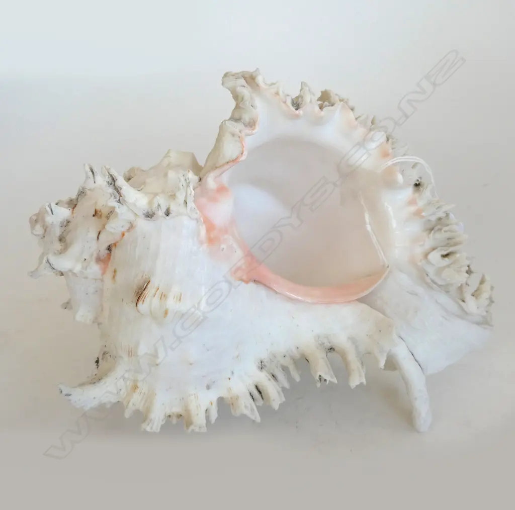 LG CONCH SHELL L. 250mm Image 1++