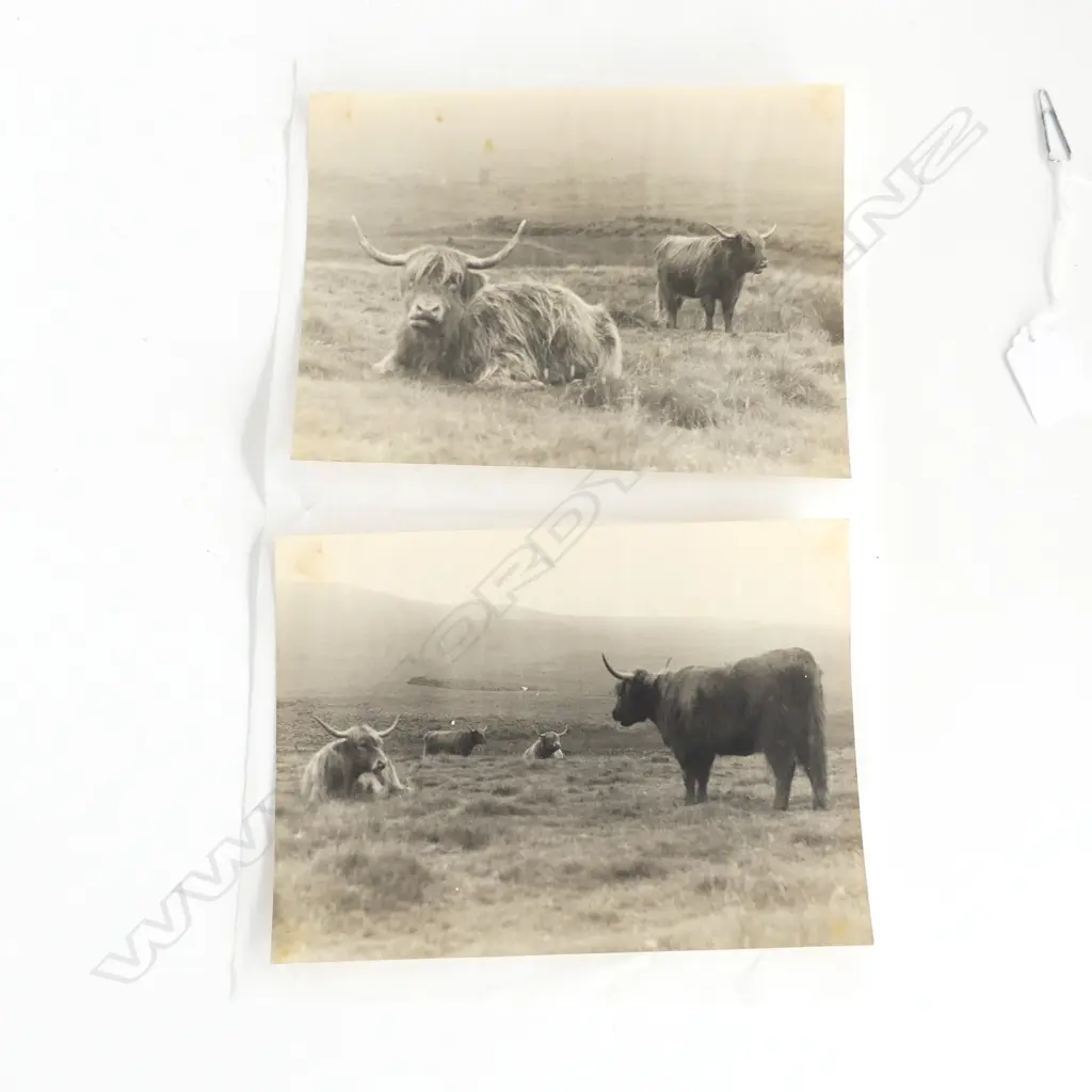 UNA GARLICK (1883-1951) 2x VINTAGE PHOTOS long horned cattle 200 x 145mm unframed 1 w photographers details verso Image 1++