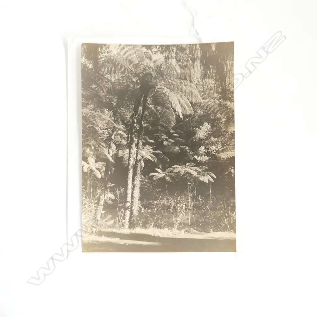 (1883-1951) VINTAGE PHOTO 'Fern Trees New Plymouth' 200 x 145mm unframed Image 1++