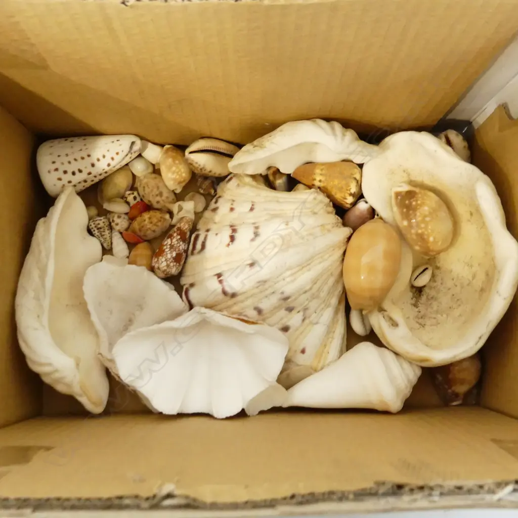 BOX ASST SHELLS, MEDIUM & SMALL  Image 1++
