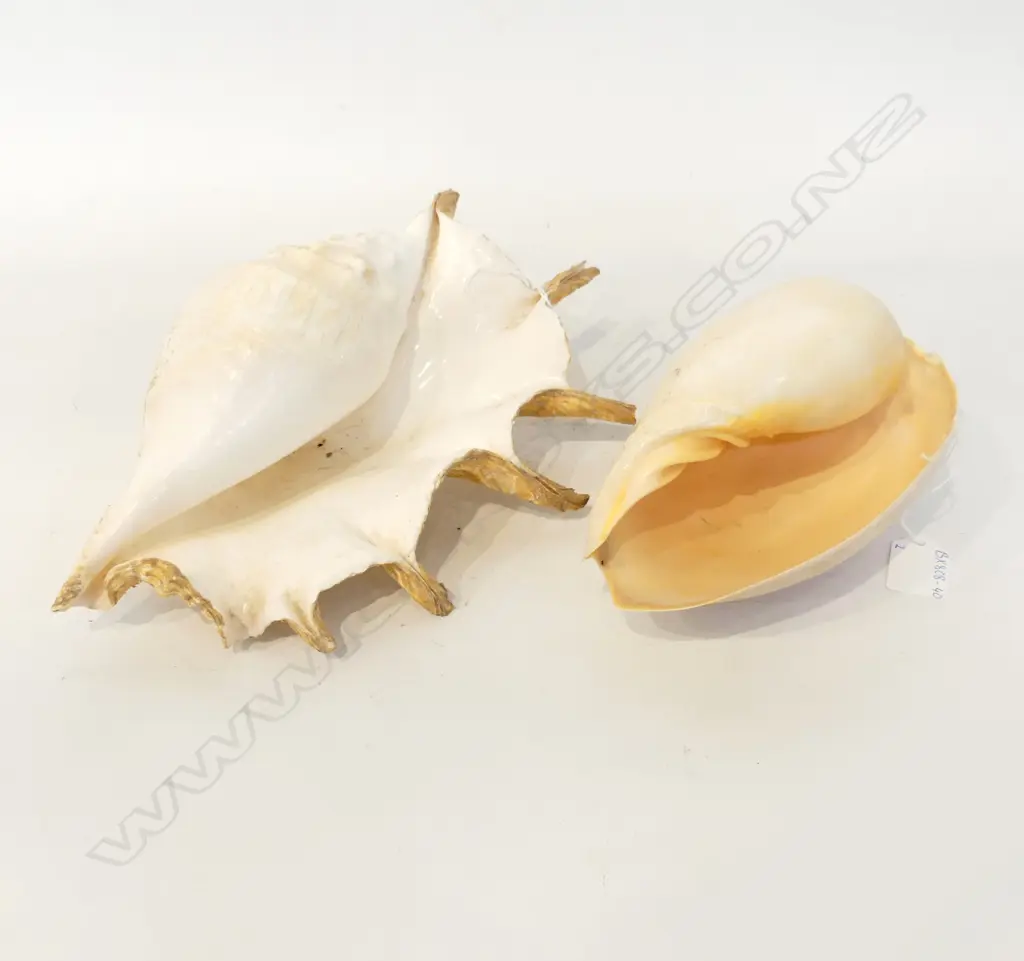 2 LG SHELLS, L. 300, 190mm Image 1++