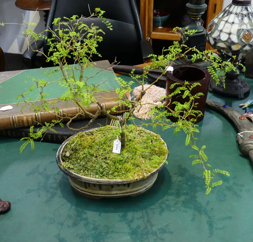 BONSAI KOWHAI H.450mm Image 1++