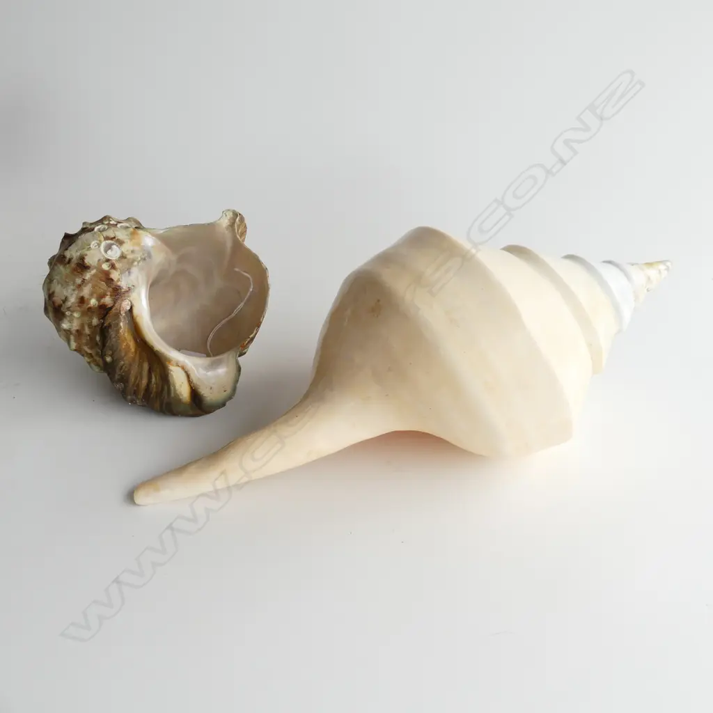 2 LG SHELLS; TURBO MARMORATUS (L. 155mm) & SYRINX ARAUNUS (L. 380mm) Image 1++