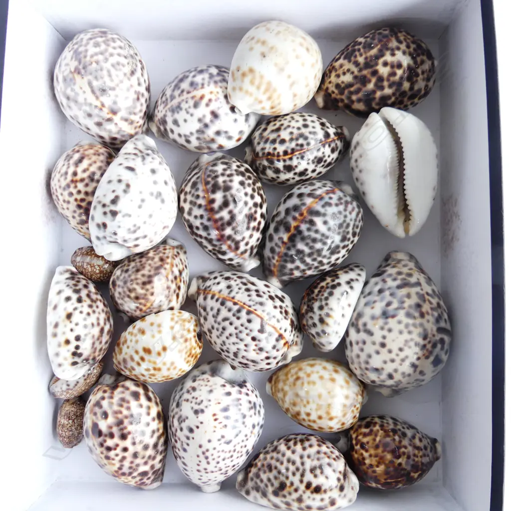 BOX TONGAN TIGER COWRIE SHELLS, ASST SIZE, 20+ Image 1++