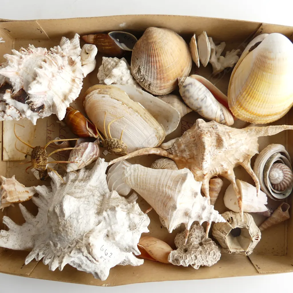 LG TRAY ASST MED & SMALL SHELLS & SM PCS CORAL ETC.. Image 1++