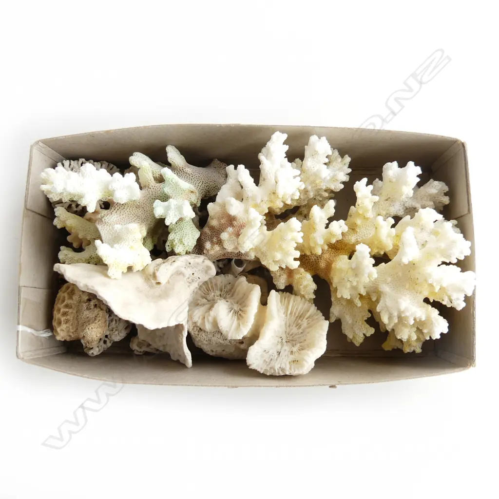 BOX ASST CORAL  Image 1++