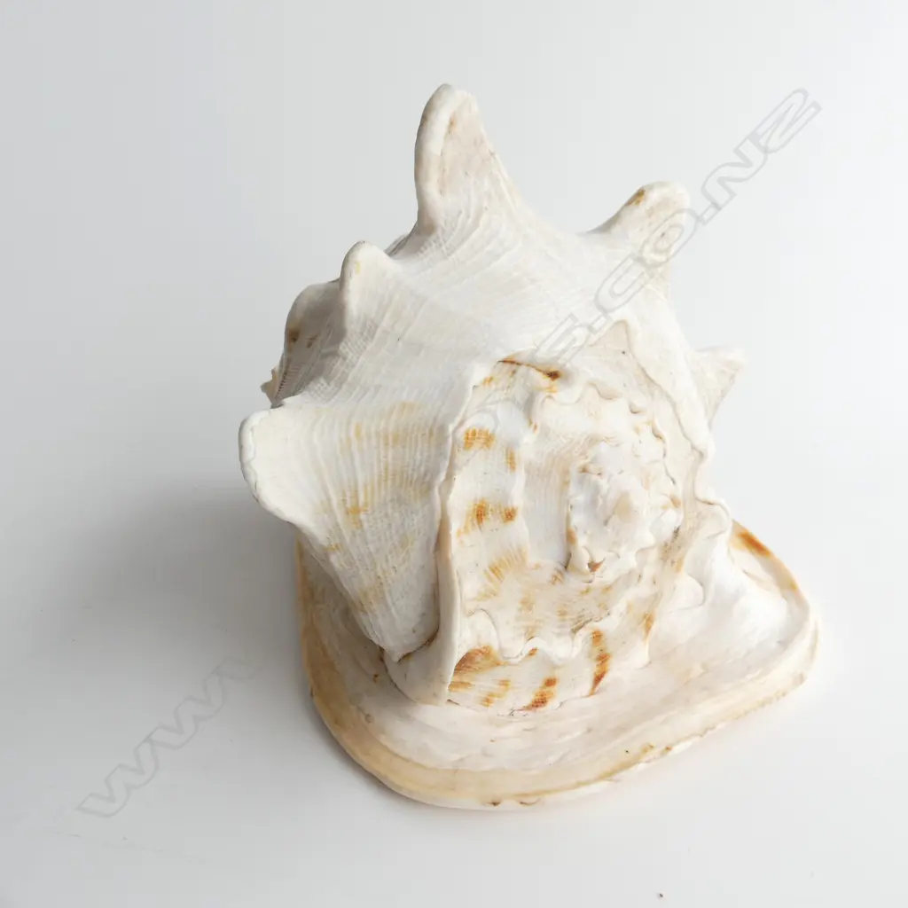 LG QUEEN CONCH SHELL L. 225mm Image 1++