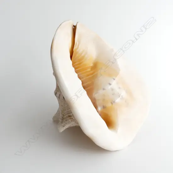 LG QUEEN CONCH SHELL L. 225mm
