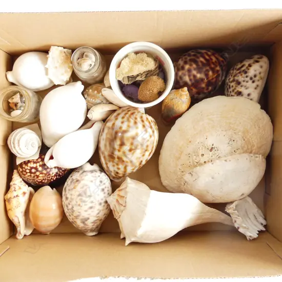 BOX ASST MED SHELLS INCL TIGER COWRIE ETC..
