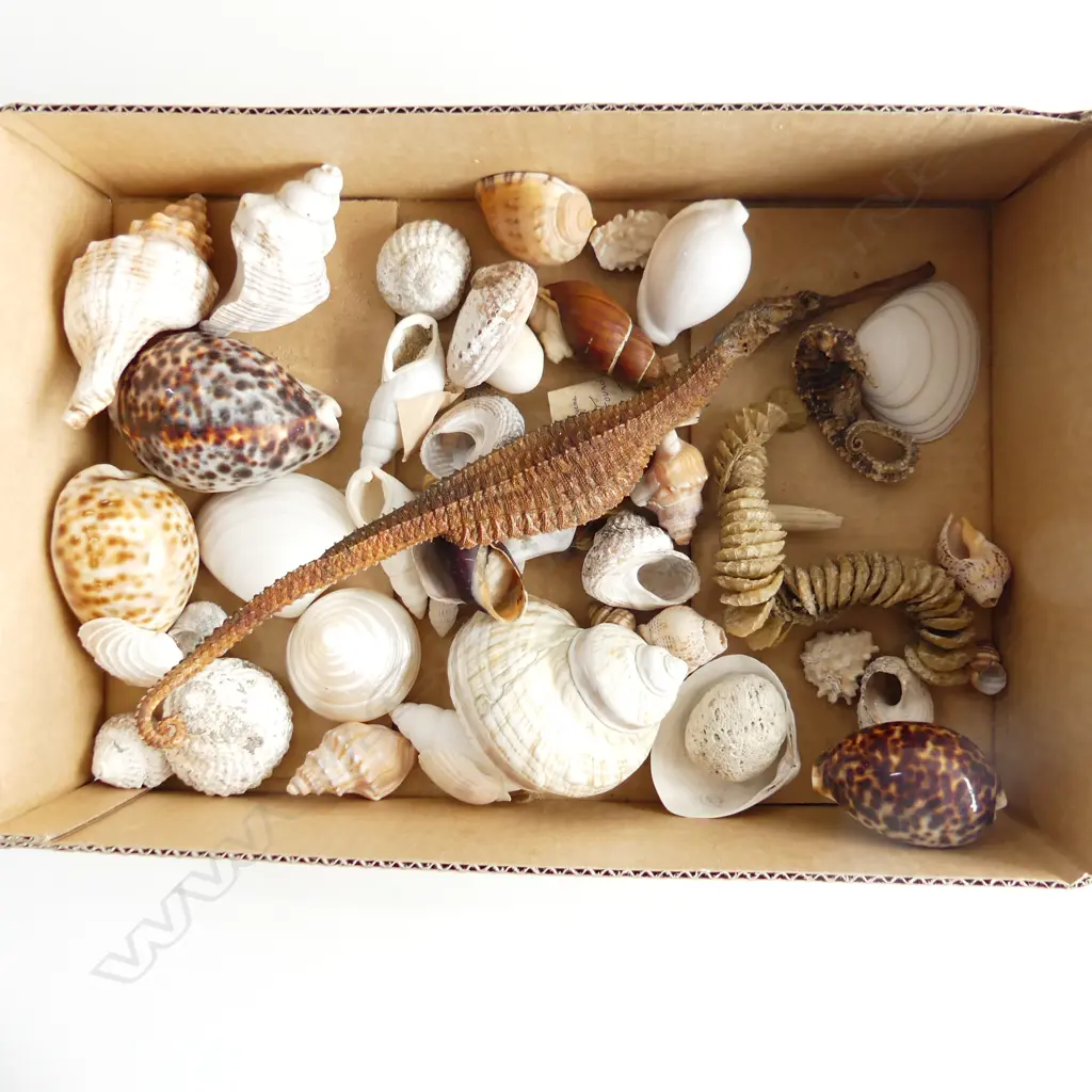 TRAY ASST SHELL ETC.. INCL SEAHORSES ETC.. Image 1++