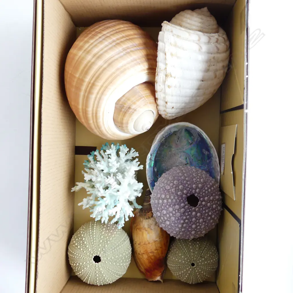 BOX ASST LG SHELLS INCL PIECE BLUE CORAL, SEA URCHINS ETC.. Image 1++