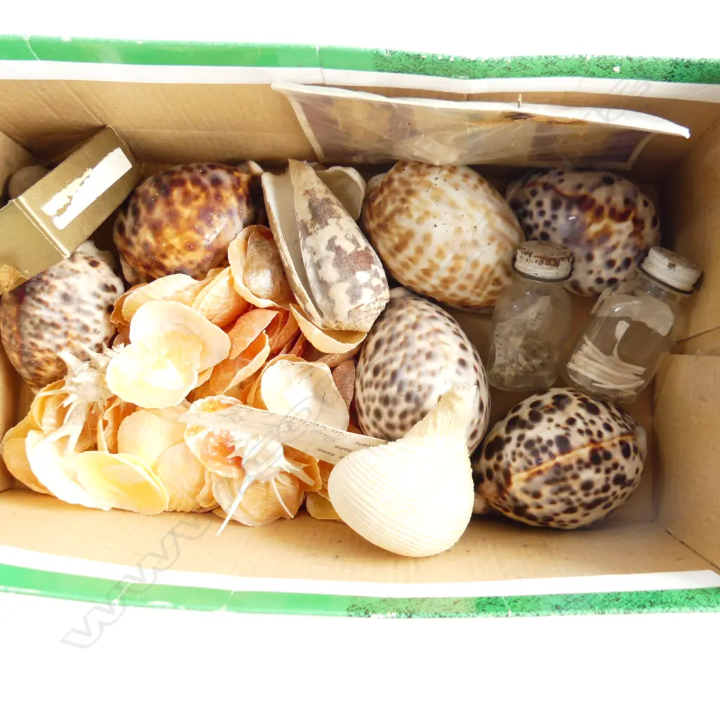 SM BOX ASST SHELLS INCL CRUCIFIX SHELL  Image 1++