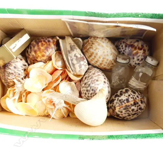 SM BOX ASST SHELLS INCL CRUCIFIX SHELL 