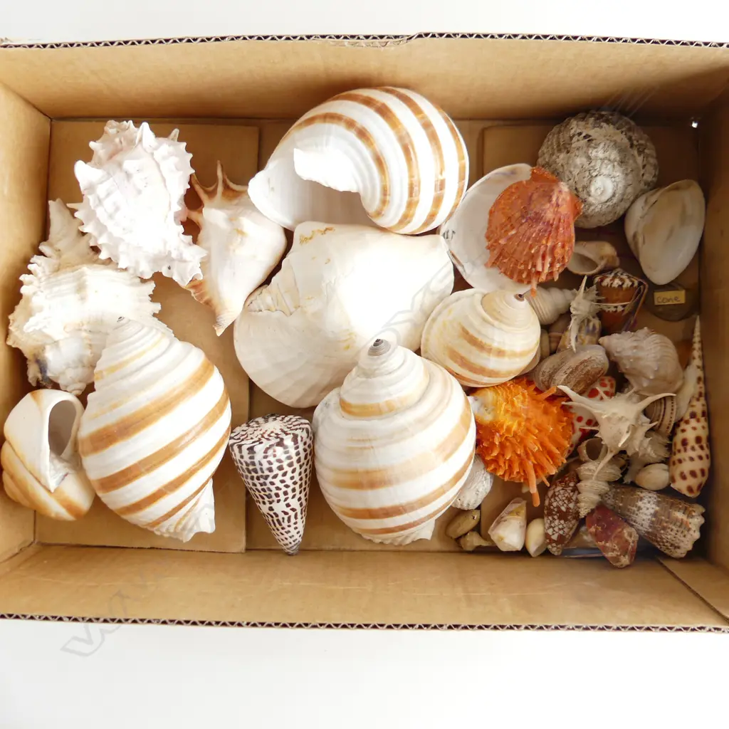 BOX ASST SHELLS  Image 1++