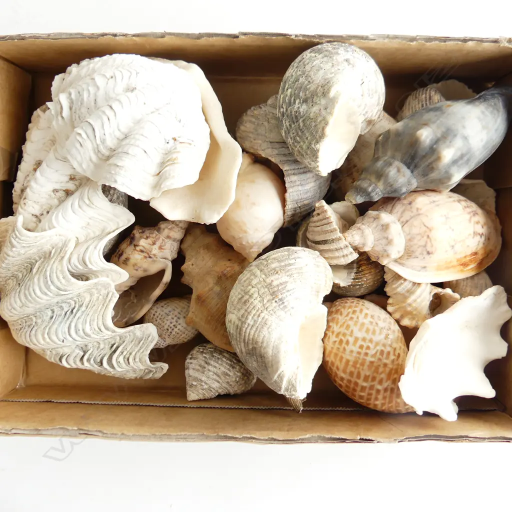 TRAY MEDIUM SHELLS INCL TIGER COWRIE Image 1++