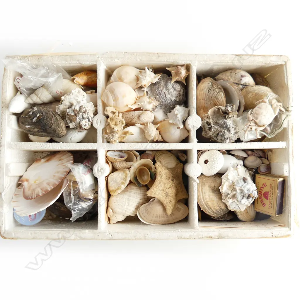 TRAY ASST SHELLS INCL STAR FISH, SM CORAL BRANCHES  ETC.. Image 1++