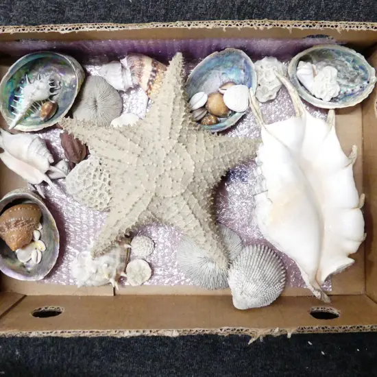 BOX LOT ASST. SHELLS