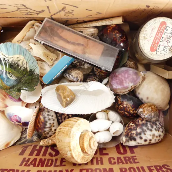 BOX ASST SHELLS ETC...