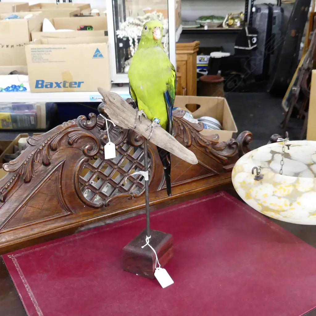 TAXIDERMY ROCK PEBBLER PARROT ON STAND H.440mm Image 1++
