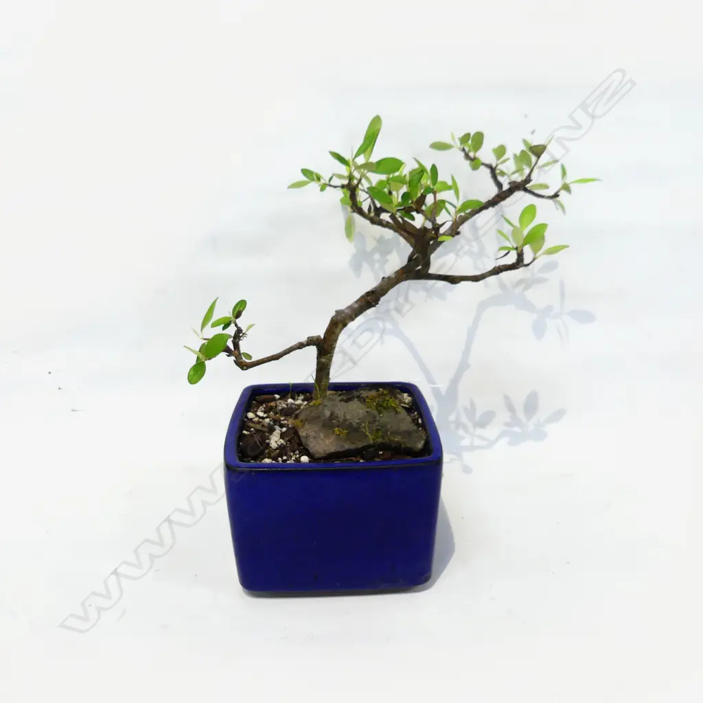 BONSAI H.320mm Image 1++