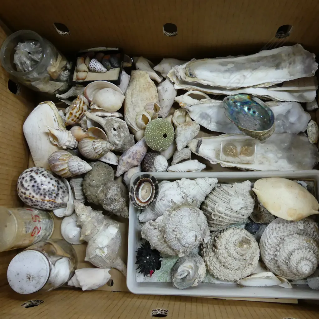 BOX ASST SHELLS, SEA URCHINS ETC.. Image 1++