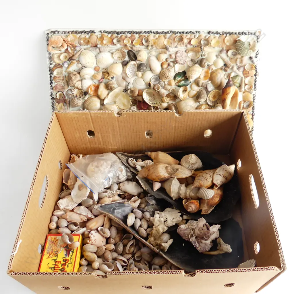 LG BOX ASST SHELLS + BOARD OF SHELLS Image 1++
