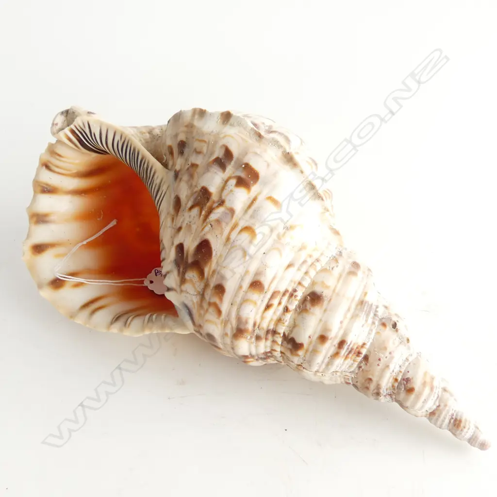U0033 5pm close ONLINE ONLY ESTATE COLLECTABLE AUCTION | Cordys