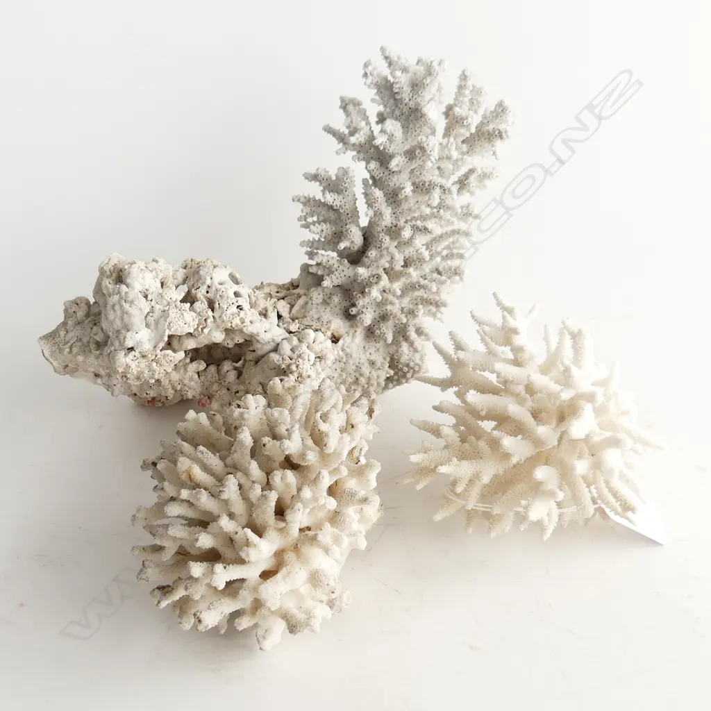 3 PCES WHITE CORAL Image 1++